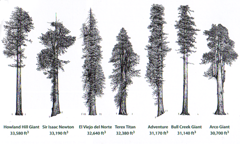 forestgiants2.png