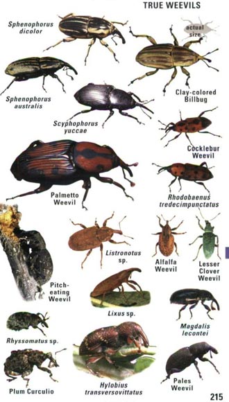 kaufman-insects3sm.jpg