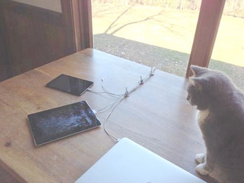 cable-control-cat