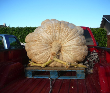 Giantwhite Pumpkin