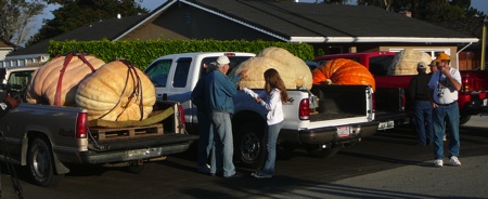 Giantpumpkins