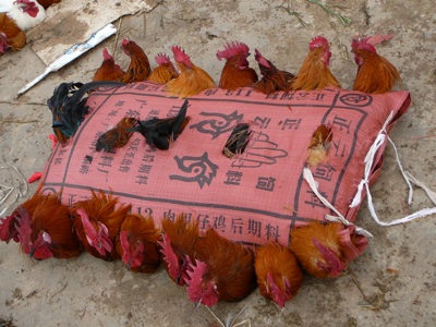 Chickenbag1