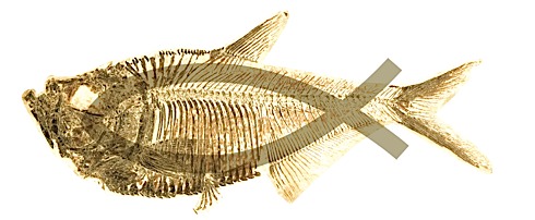 Darwinfish jpg