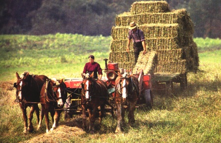 Amish Thresher