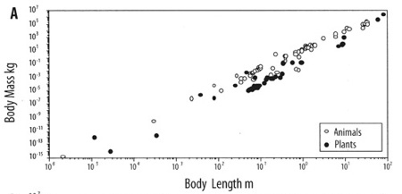 Body-Mass-Length