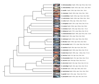 Phylogeny