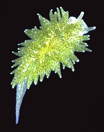 Solar Sea Slug