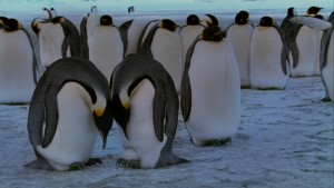 Penguins1
