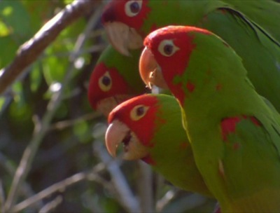 parrots4