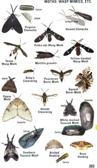 kaufman-insects2sm.jpg