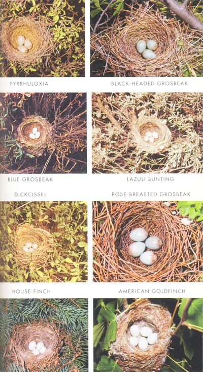 nest types.jpeg