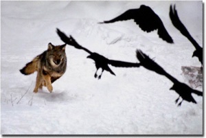 Wolf chasing ravens by jimbrandenburg